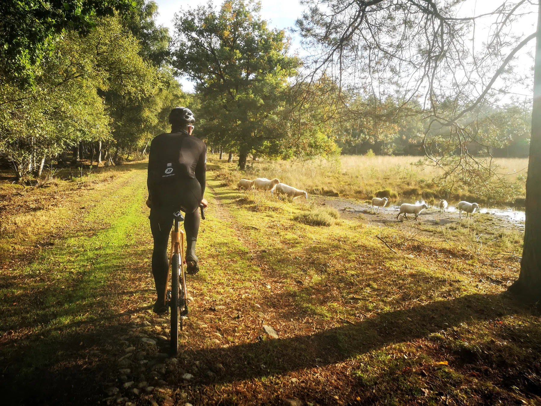 Fietsen in het bos.jpg
