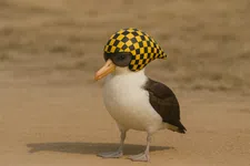 Thumbnail for article: Het meest efficiënte dier op aarde: Coureur vs. Albatros - wie wint?