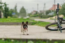 Thumbnail for article: Hoe passeer je een hond op de racefiets (zonder dat het een sprint om je enkels wordt)