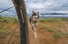 Thumbnail for article: Denk je dat je fit bent? Deze husky sloopt jouw VO2 max (terwijl hij poept)
