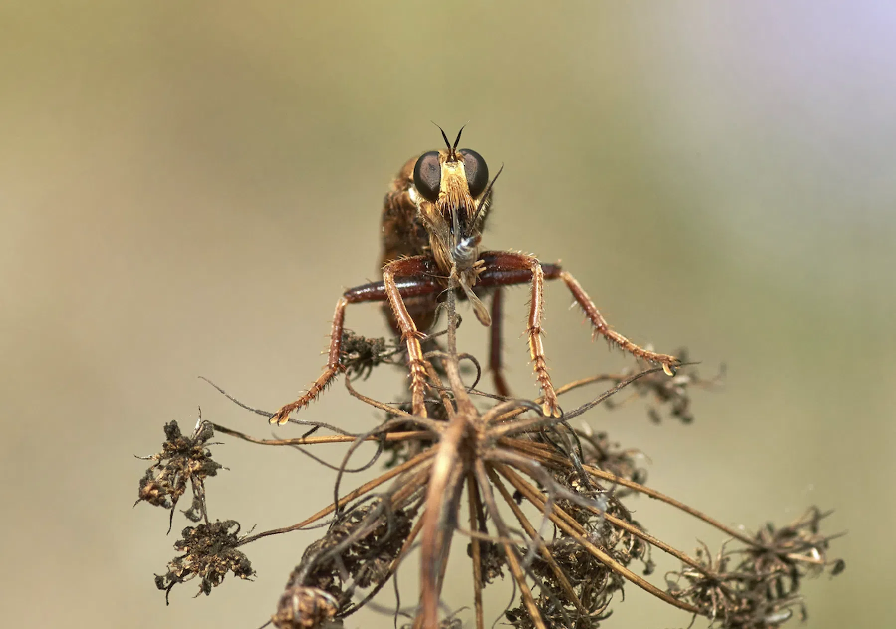 Photo by Wolfgang Hasselmann on Unsplash